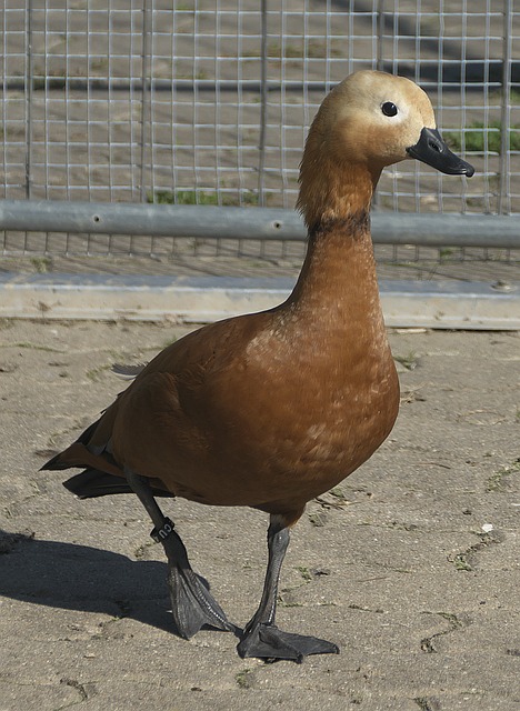 会费与工资